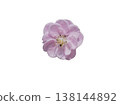 Beautiful plum blossom cutout material 138144892