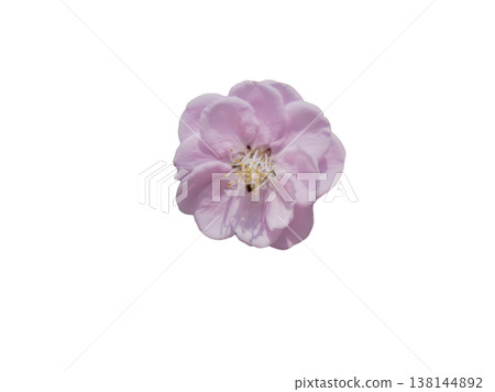 Beautiful plum blossom cutout material 138144892