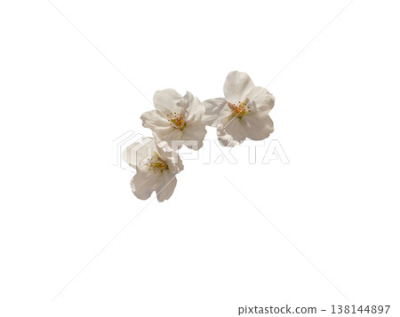 Beautiful cherry blossom cutout material 138144897