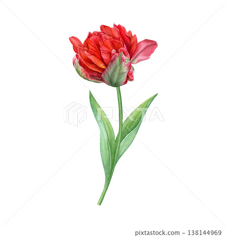Watercolor of red double tulip. Hand-painted bright spring flower with leaves on a white background. Good for postcards, invitations, greeting cards 138144969