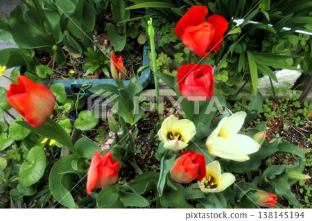 Spring flowerbed flowers: Tulips: Bulb flowers: Hirakata City, Osaka Prefecture Spring flowerbed flowers: Tulips: Bulb flowers: Hirakata City, Osaka Prefecture 138145194