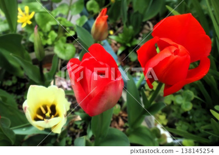 春季花壇花卉:鬱金香:球根花:大阪府枚方市 春季花壇花卉:鬱金香:球根花:大阪府枚方市 138145254