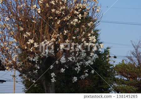 White magnolias mark the arrival of spring White magnolias mark the arrival of spring 138145265