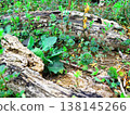 The fresh green leaves of spring cling to fallen trees 138145266