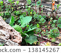 The fresh green leaves of spring cling to fallen trees 138145267