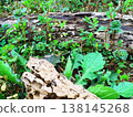 The fresh green leaves of spring cling to fallen trees 138145268