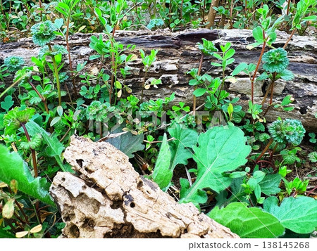 The fresh green leaves of spring cling to fallen trees 138145268