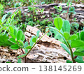 The fresh green leaves of spring cling to fallen trees 138145269