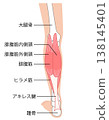 Calf muscles: Gastrocnemius, Soleus, Triceps surae 138145401