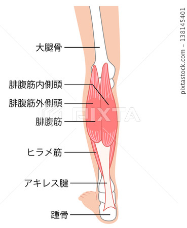 小腿肌肉：腓腸肌、比目魚肌、小腿三頭肌 138145401