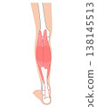 Calf muscles: Gastrocnemius, Soleus, Triceps surae 138145513