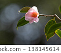 Beautiful pink Yuraku camellia 138145614