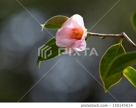 美麗的粉紅色有樂山茶花 美麗的粉紅色有樂山茶花 138145614