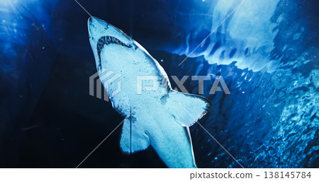 Large Shark Slow Swim In Underwater Aquarium Bottom View. Sand Tiger Shark Or Carcharias Taurus Gray Nurse Shark. Ocean Animal, Aquatic Life. Underwater World 138145784