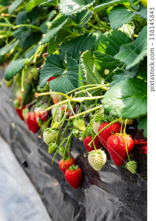 Strawberry picking Strawberry picking 138145843