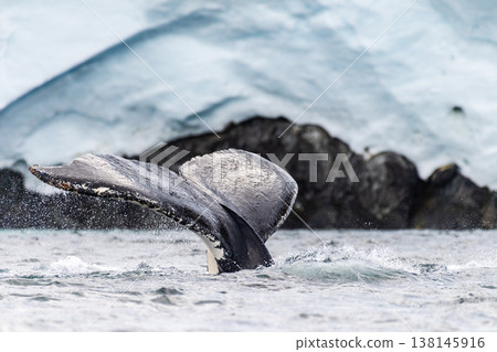 Tail of a humpback whale in the Antarctic Tail of a humpback whale in the Antarctic 138145916