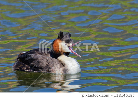 一隻打著哈欠的夏羽鳳頭䴙䴘 一隻打著哈欠的夏羽鳳頭䴙䴘 138146185