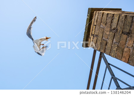 A seagull is landing close to a tall stone building. The sky is blue. The bird is stretched out with wings and feet ready to land. It is a bright day with clear weather. 138146204