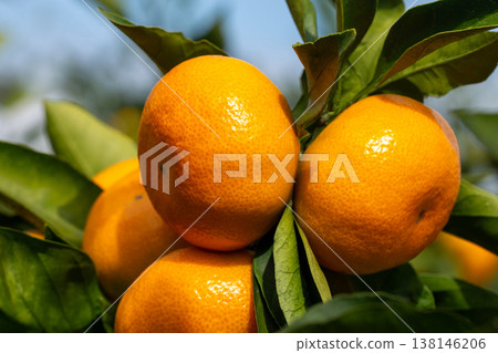 橙色的花園 138146206