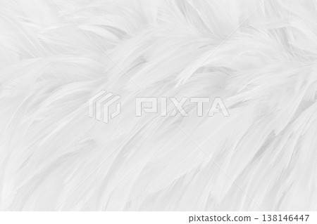 Beautiful white grey bird feathers pattern texture background. 138146447