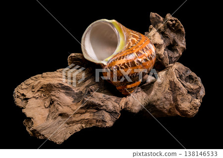 onna sulcosa seashell with driftwood on black background onna sulcosa seashell with driftwood on black background 138146533