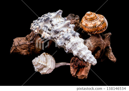 Composition of seashells and driftwood on black background Composition of seashells and driftwood on black background 138146534