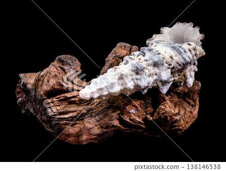 Seashell Hexaplex trunculus with driftwood on black background Seashell Hexaplex trunculus with driftwood on black background 138146538