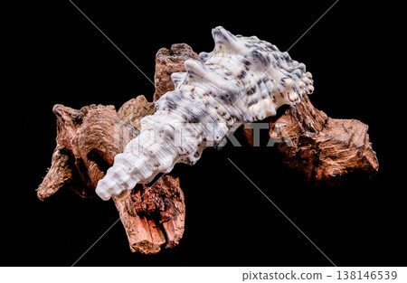 Seashell Hexaplex trunculus with driftwood on black background Seashell Hexaplex trunculus with driftwood on black background 138146539