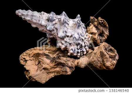 Seashell Hexaplex trunculus with driftwood on black background 138146540