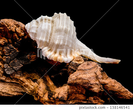 Tibia fusus seashell with driftwood on black background 138146541