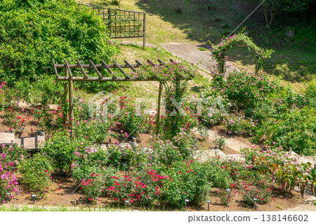 A rose garden A rose garden 138146602