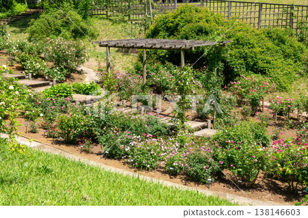 A rose garden A rose garden 138146603