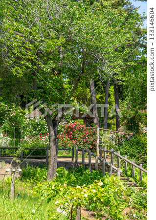 A rose garden A rose garden 138146604