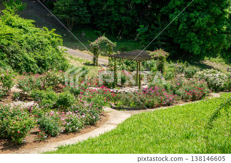 A rose garden A rose garden 138146605