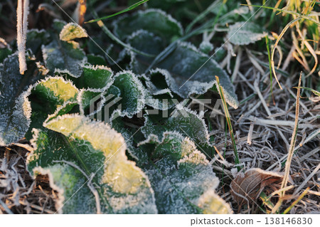 葉子上的霜 138146830