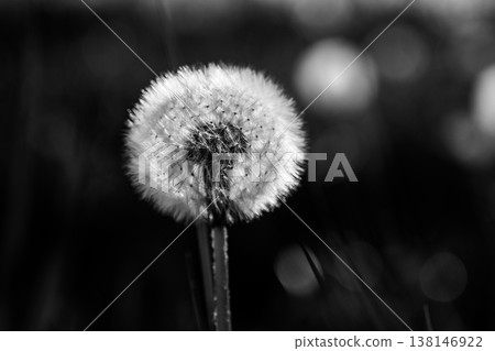 A faded dandelion blossom stands alone in a grassy field. It is surrounded by grass and other plants. The flower displays its delicate seeds, ready to fly away. A faded dandelion blossom stands alone in a grassy field. It is surrounded by grass and other plants. The flower displays its delicate seeds, ready to fly away. 138146922