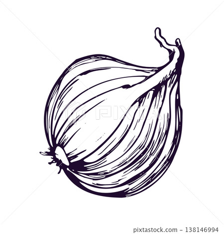 Onion half bulb sketch. Hand drawn ink illustration of whole vegetable ingredient. Line art graphic in engraving style. Organic farm food for healthy diet and culinary recipe design element. Onion half bulb sketch. Hand drawn ink illustration of whole vegetable ingredient. Line art graphic in engraving style. Organic farm food for healthy diet and culinary recipe design element. 138146994