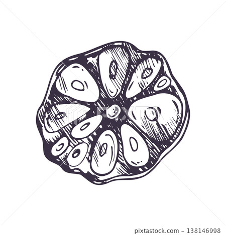 Garlic head cut in cross section. Hand drawn sketch of organic vegetable ingredient. Graphic ink engraving style illustration for menu or culinary design and healthy cooking concept. Garlic head cut in cross section. Hand drawn sketch of organic vegetable ingredient. Graphic ink engraving style illustration for menu or culinary design and healthy cooking concept. 138146998