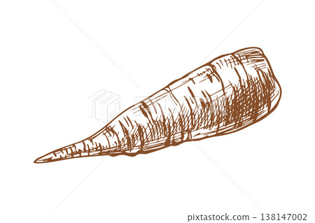 Carrot hand drawn illustration. Vintage engraved vegetable sketch. Natural organic ingredient for healthy food menu design. Artistic graphic line art style isolated on white background. 138147002