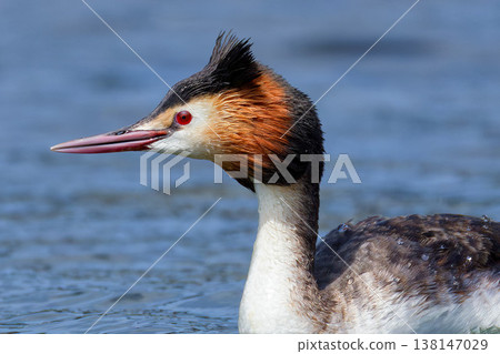 A beautiful Great Crested Grebe in its summer plumage. A beautiful Great Crested Grebe in its summer plumage. 138147029