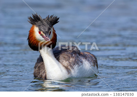 A Great Crested Grebe in its summer plumage, puffing up its ornamental feathers. A Great Crested Grebe in its summer plumage, puffing up its ornamental feathers. 138147030