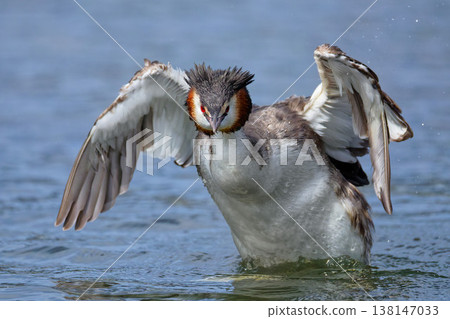 A Great Crested Grebe looking at us and spreading its wings. A Great Crested Grebe looking at us and spreading its wings. 138147033