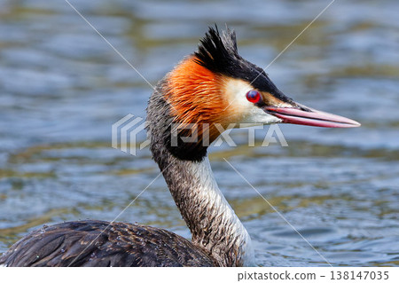 Close-up of a Great Crested Grebe in breeding plumage. Close-up of a Great Crested Grebe in breeding plumage. 138147035