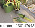 Green gardening tools and tulip bulbs in pot on sunny balcony table. Aesthetic spring planting scene captures organic urban gardening and cottagecore slow living vibes in bright morning light. 138147048