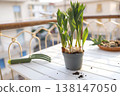 Green gardening tools and tulip bulbs in pot on sunny balcony table. Aesthetic spring planting scene captures organic urban gardening and cottagecore slow living vibes in bright morning light. 138147050