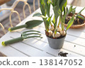 Green gardening tools and tulip bulbs in pot on sunny balcony table. Aesthetic spring planting scene captures organic urban gardening and cottagecore slow living vibes in bright morning light. 138147052