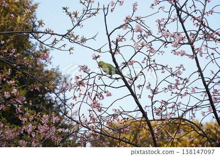A rose-ringed parakeet sipping nectar from a cherry tree. A rose-ringed parakeet sipping nectar from a cherry tree. 138147097