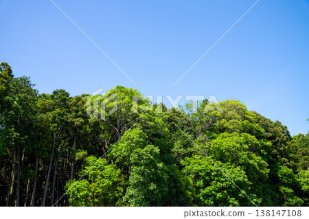 公園裡令人心曠神怡的綠意與蔚藍的天空 公園裡令人心曠神怡的綠意與蔚藍的天空 138147108