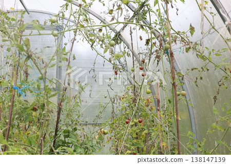 Greenhouse with tomatoes and cucumbers 138147139