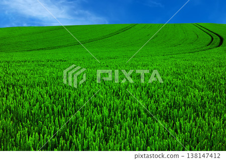 Standing in a wheat field in early summer Standing in a wheat field in early summer 138147412